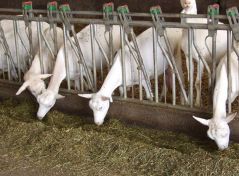 Auge pour chèvre - quincaillerie du bocage