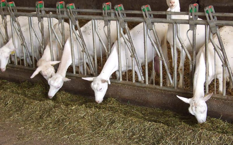 materiel agricole les herbiers Auge pour chèvre - quincaillerie du bocage